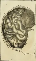 An illustration from Elements of phrenology / By George Combe. From the fifth Edinburgh improved and enlarged edition. With illustrations. (1846)