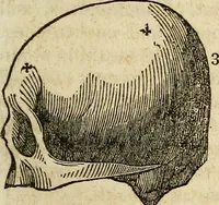 An illustration from Elements of phrenology / By George Combe. From the fifth Edinburgh improved and enlarged edition. With illustrations. (1846)