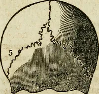 An illustration from Elements of phrenology / By George Combe. From the fifth Edinburgh improved and enlarged edition. With illustrations. (1846)