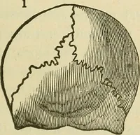 Picture 11 of 30 from Lectures on phrenology / By George Combe, Esq. With notes, an introductory essay, and a historical sketch by Andrew Boardman, M.D. (1895), leaf 155