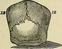 Picture 17 of 30 from Lectures on phrenology / By George Combe, Esq. With notes, an introductory essay, and a historical sketch by Andrew Boardman, M.D. (1895), leaf 191