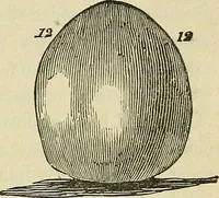 An illustration from Lectures on phrenology / By George Combe, Esq. With notes, an introductory essay, and a historical sketch by Andrew Boardman, M.D. (1895)