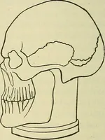 An illustration from Lectures on phrenology / By George Combe, Esq. With notes, an introductory essay, and a historical sketch by Andrew Boardman, M.D. (1895)