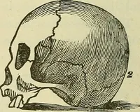 An illustration from Lectures on phrenology / By George Combe, Esq. With notes, an introductory essay, and a historical sketch by Andrew Boardman, M.D. (1895)