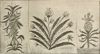 Picture 7 of 11 from Des Indes la plane Mars : ude sur un cas de somnambulisme avec glossolalie / par Th. Flournoy. (1900), leaf 183