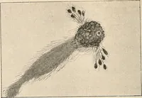 An illustration from Des Indes la plane Mars : ude sur un cas de somnambulisme avec glossolalie / par Th. Flournoy. (1900)