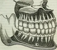 An illustration from Physiology, animal and mental: applied to the preservation and restoration of health of body and power of mind / by O.S. Fowler. (1847)