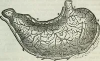 Picture 8 of 24 from Physiology, animal and mental: applied to the preservation and restoration of health of body and power of mind / by O.S. Fowler. (1847), leaf 145