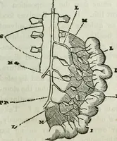 An illustration from Physiology, animal and mental: applied to the preservation and restoration of health of body and power of mind / by O.S. Fowler. (1847)