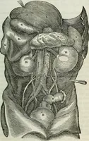 An illustration from Physiology, animal and mental: applied to the preservation and restoration of health of body and power of mind / by O.S. Fowler. (1847)