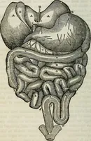 Picture 10 of 24 from Physiology, animal and mental: applied to the preservation and restoration of health of body and power of mind / by O.S. Fowler. (1847), leaf 154