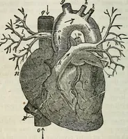 Picture 11 of 24 from Physiology, animal and mental: applied to the preservation and restoration of health of body and power of mind / by O.S. Fowler. (1847), leaf 158