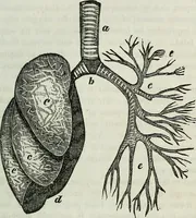 Picture 12 of 24 from Physiology, animal and mental: applied to the preservation and restoration of health of body and power of mind / by O.S. Fowler. (1847), leaf 163