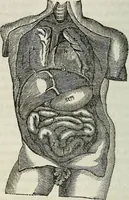An illustration from Physiology, animal and mental: applied to the preservation and restoration of health of body and power of mind / by O.S. Fowler. (1847)