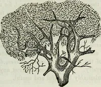 An illustration from Physiology, animal and mental: applied to the preservation and restoration of health of body and power of mind / by O.S. Fowler. (1847)