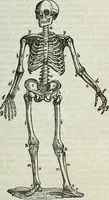 An illustration from Physiology, animal and mental: applied to the preservation and restoration of health of body and power of mind / by O.S. Fowler. (1847)