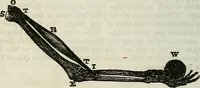 Picture 16 of 24 from Physiology, animal and mental: applied to the preservation and restoration of health of body and power of mind / by O.S. Fowler. (1847), leaf 230