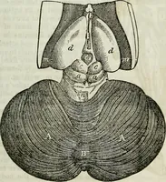 Picture 17 of 24 from Physiology, animal and mental: applied to the preservation and restoration of health of body and power of mind / by O.S. Fowler. (1847), leaf 231