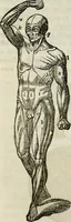Picture 18 of 24 from Physiology, animal and mental: applied to the preservation and restoration of health of body and power of mind / by O.S. Fowler. (1847), leaf 232