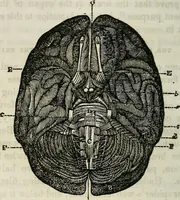 An illustration from Physiology, animal and mental: applied to the preservation and restoration of health of body and power of mind / by O.S. Fowler. (1847)
