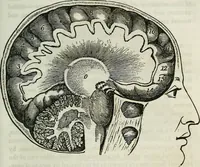 An illustration from Physiology, animal and mental: applied to the preservation and restoration of health of body and power of mind / by O.S. Fowler. (1847)