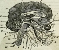 Picture 21 of 24 from Physiology, animal and mental: applied to the preservation and restoration of health of body and power of mind / by O.S. Fowler. (1847), leaf 261