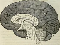 Picture 22 of 24 from Physiology, animal and mental: applied to the preservation and restoration of health of body and power of mind / by O.S. Fowler. (1847), leaf 262