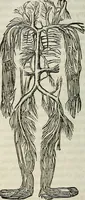 An illustration from Physiology, animal and mental: applied to the preservation and restoration of health of body and power of mind / by O.S. Fowler. (1847)