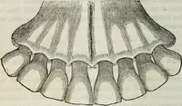 An illustration from Physiology, animal and mental: applied to the preservation and restoration of health of body and power of mind / by O.S. Fowler. (1847)