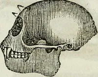 An illustration from Physiology, animal and mental: applied to the preservation and restoration of health of body and power of mind / by O.S. Fowler. (1847)