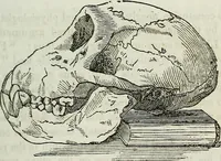 An illustration from Physiology, animal and mental: applied to the preservation and restoration of health of body and power of mind / by O.S. Fowler. (1847)