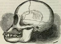 An illustration from Physiology, animal and mental: applied to the preservation and restoration of health of body and power of mind / by O.S. Fowler. (1847)