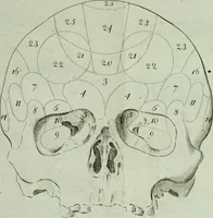 An illustration from Dr. F.J. Galls Neue Entdeckungen in der Gehirn-, Schedel-, und Organenlehre : mit vorzüglicher Benutzung der Blöde'schen Schrift über diese Gegenstände, ganz umgearbeitet und nach den neuesten Gall'schen Unterredungen bereichert. (1807)