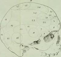 An illustration from Dr. F.J. Galls Neue Entdeckungen in der Gehirn-, Schedel-, und Organenlehre : mit vorzüglicher Benutzung der Blöde'schen Schrift über diese Gegenstände, ganz umgearbeitet und nach den neuesten Gall'schen Unterredungen bereichert. (1807)