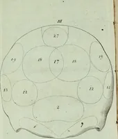 An illustration from Dr. F.J. Galls Neue Entdeckungen in der Gehirn-, Schedel-, und Organenlehre : mit vorzüglicher Benutzung der Blöde'schen Schrift über diese Gegenstände, ganz umgearbeitet und nach den neuesten Gall'schen Unterredungen bereichert. (1807)