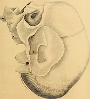 An illustration from Arte de conocer á los hombres por medio de su esterior, segun resulta de los estudios frenologicos y fisionomicos : Obra util á todos en general, y en particular á los maestros de primera educacion, á los padres de familia, confesores, jueces, directores de establecimientos piadosos, &c. &c. Adornada con laminas litografiadas / Por Antero Gomez. (1849)