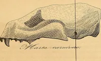 An illustration from Arte de conocer á los hombres por medio de su esterior, segun resulta de los estudios frenologicos y fisionomicos : Obra util á todos en general, y en particular á los maestros de primera educacion, á los padres de familia, confesores, jueces, directores de establecimientos piadosos, &c. &c. Adornada con laminas litografiadas / Por Antero Gomez. (1849)