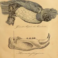Picture 8 of 15 from Arte de conocer á los hombres por medio de su esterior, segun resulta de los estudios frenologicos y fisionomicos : Obra util á todos en general, y en particular á los maestros de primera educacion, á los padres de familia, confesores, jueces, directores de establecimientos piadosos, &c. &c. Adornada con laminas litografiadas / Por Antero Gomez. (1849), leaf 147