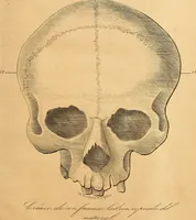 An illustration from Arte de conocer á los hombres por medio de su esterior, segun resulta de los estudios frenologicos y fisionomicos : Obra util á todos en general, y en particular á los maestros de primera educacion, á los padres de familia, confesores, jueces, directores de establecimientos piadosos, &c. &c. Adornada con laminas litografiadas / Por Antero Gomez. (1849)