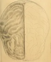 An illustration from Arte de conocer á los hombres por medio de su esterior, segun resulta de los estudios frenologicos y fisionomicos : Obra util á todos en general, y en particular á los maestros de primera educacion, á los padres de familia, confesores, jueces, directores de establecimientos piadosos, &c. &c. Adornada con laminas litografiadas / Por Antero Gomez. (1849)