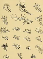 Picture 17 of 32 from Goethes Anteil an Lavaters Physiognomischen Fragmenten / von Eduard von der Hellen. (1888), leaf 167