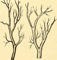 Picture 18 of 74 from Clinical diagnosis : the bacteriological, chemical, and microscopical evidence of disease / by Rudolf v. Jaksch ; tr. from the 3rd German ed. and enlarged by James Cagney ; with numerous illustrations (partly in colours). (1893), leaf 128