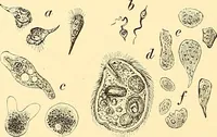 An illustration from Clinical diagnosis : the bacteriological, chemical, and microscopical evidence of disease / by Rudolf v. Jaksch ; tr. from the 3rd German ed. and enlarged by James Cagney ; with numerous illustrations (partly in colours). (1893)