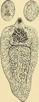 An illustration from Clinical diagnosis : the bacteriological, chemical, and microscopical evidence of disease / by Rudolf v. Jaksch ; tr. from the 3rd German ed. and enlarged by James Cagney ; with numerous illustrations (partly in colours). (1893)