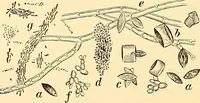 An illustration from Clinical diagnosis : the bacteriological, chemical, and microscopical evidence of disease / by Rudolf v. Jaksch ; tr. from the 3rd German ed. and enlarged by James Cagney ; with numerous illustrations (partly in colours). (1893)