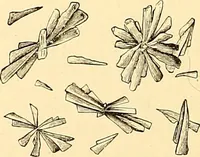 An illustration from Clinical diagnosis : the bacteriological, chemical, and microscopical evidence of disease / by Rudolf v. Jaksch ; tr. from the 3rd German ed. and enlarged by James Cagney ; with numerous illustrations (partly in colours). (1893)