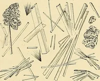 An illustration from Clinical diagnosis : the bacteriological, chemical, and microscopical evidence of disease / by Rudolf v. Jaksch ; tr. from the 3rd German ed. and enlarged by James Cagney ; with numerous illustrations (partly in colours). (1893)