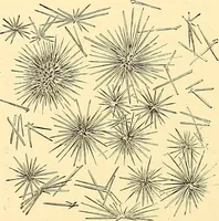 An illustration from Clinical diagnosis : the bacteriological, chemical, and microscopical evidence of disease / by Rudolf v. Jaksch ; tr. from the 3rd German ed. and enlarged by James Cagney ; with numerous illustrations (partly in colours). (1893)