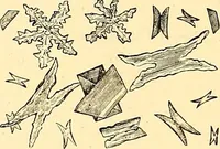 Picture 55 of 74 from Clinical diagnosis : the bacteriological, chemical, and microscopical evidence of disease / by Rudolf v. Jaksch ; tr. from the 3rd German ed. and enlarged by James Cagney ; with numerous illustrations (partly in colours). (1893), leaf 276