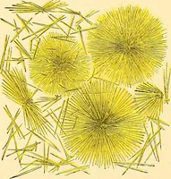 An illustration from Clinical diagnosis : the bacteriological, chemical, and microscopical evidence of disease / by Rudolf v. Jaksch ; tr. from the 3rd German ed. and enlarged by James Cagney ; with numerous illustrations (partly in colours). (1893)